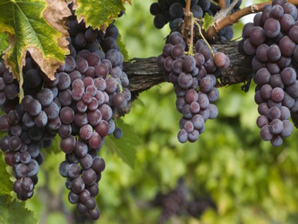 Zdrava hrana, ki je lahko smrtno nevarna